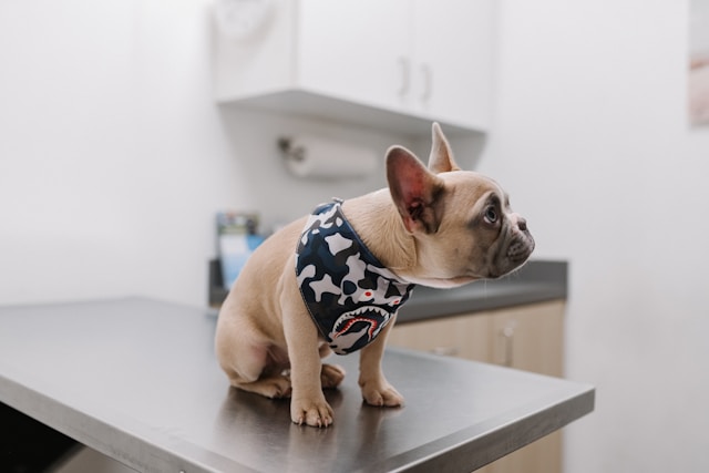 Französische Bulldogge mit auffälligem Geschirr sitzt auf einem Untersuchungstisch in einer Tierarztpraxis – symbolisiert Tiergesundheit, Tierarztbesuch oder Vorsorgeuntersuchung beim Hund.